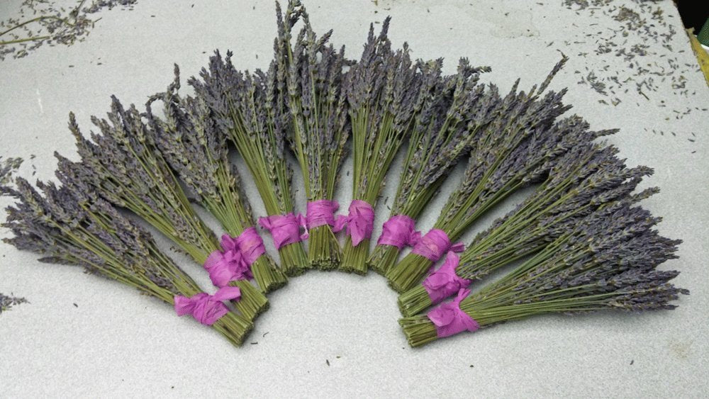 Lavender Small Dried Bundles 8" to 10" - Pack of 10