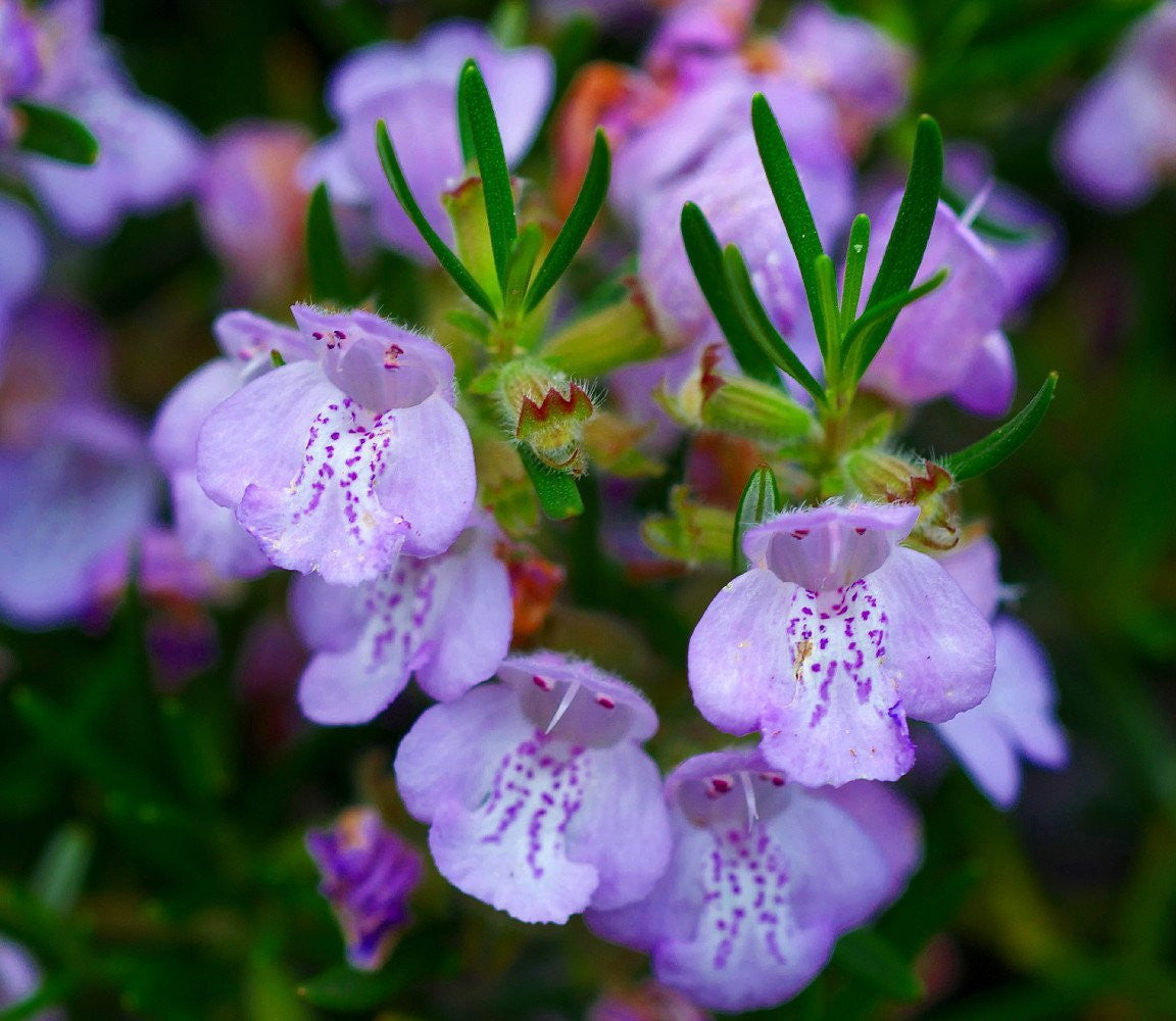 Rosemary Live Plant Arp